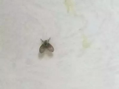 ​家里有小虫怎么除