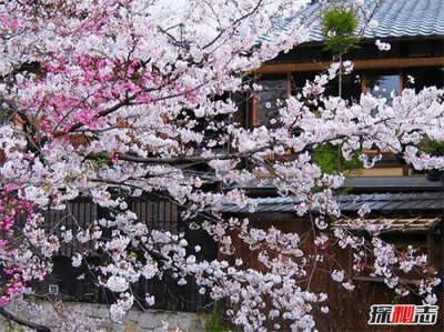 ​揭秘日本社会文化的十大特点