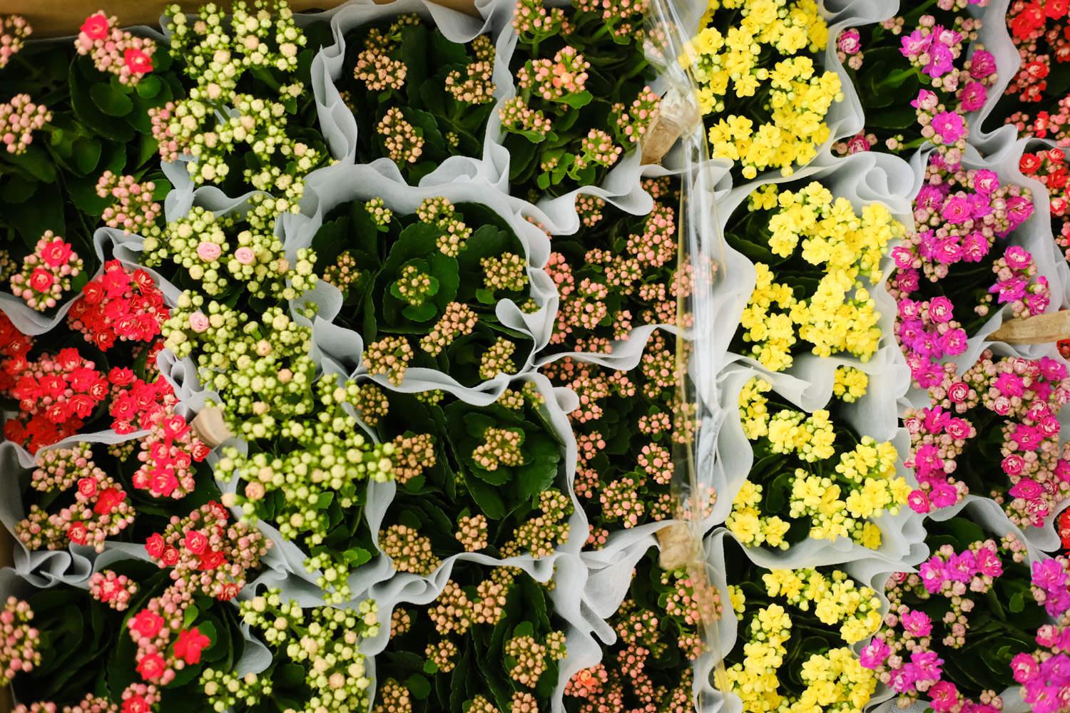 长寿花 长寿花