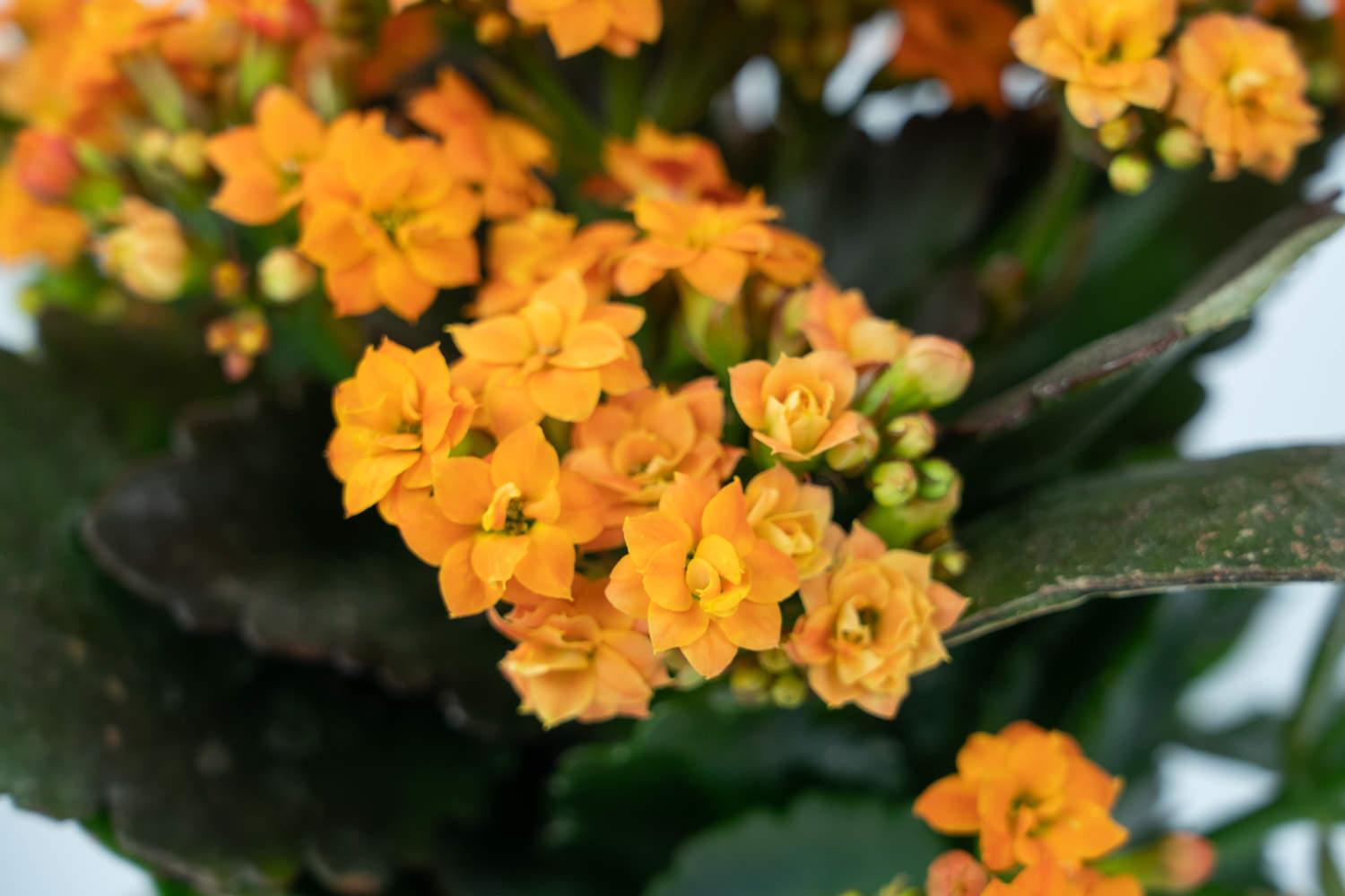 长寿花 长寿花