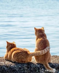 ​猫缘好 主人阴德大抵也差不了