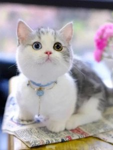 ​家中养猫真的好吗？赶紧看一下
