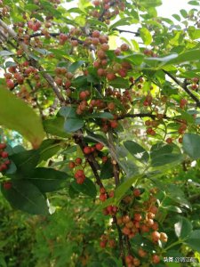 ​花椒在什么时候采收才会色泽鲜艳靓丽，麻香味最浓