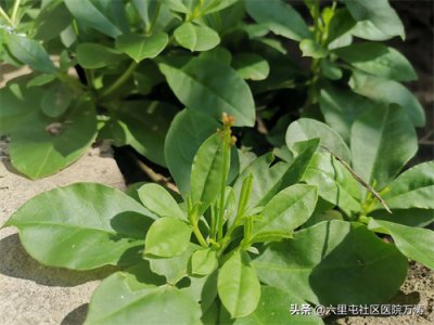 ​中药---假人参