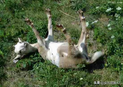 ​美洲特有“昏倒羊”一紧张就腿软倒地
