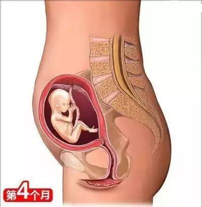 怀孕常识必备大全(26个从怀孕到生娃的母婴常识)(5)