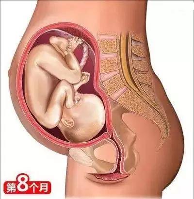 怀孕常识必备大全(26个从怀孕到生娃的母婴常识)(9)