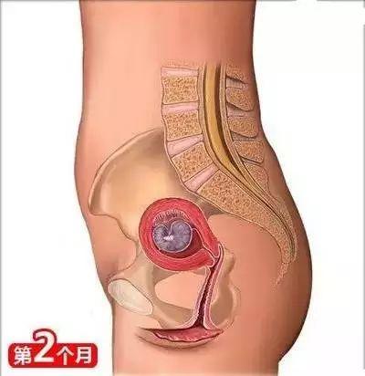 怀孕常识必备大全(26个从怀孕到生娃的母婴常识)(3)