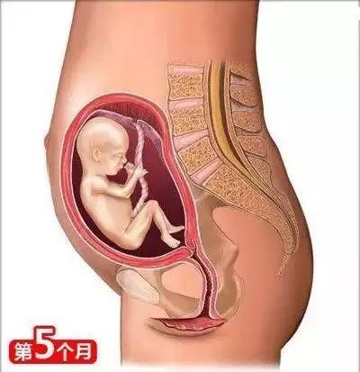 怀孕常识必备大全(26个从怀孕到生娃的母婴常识)(6)