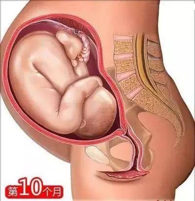 怀孕常识必备大全(26个从怀孕到生娃的母婴常识)(11)