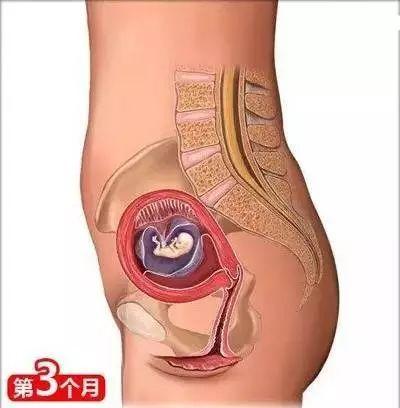 怀孕常识必备大全(26个从怀孕到生娃的母婴常识)(4)