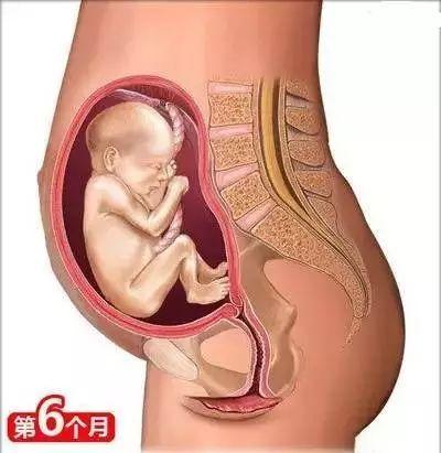怀孕常识必备大全(26个从怀孕到生娃的母婴常识)(7)