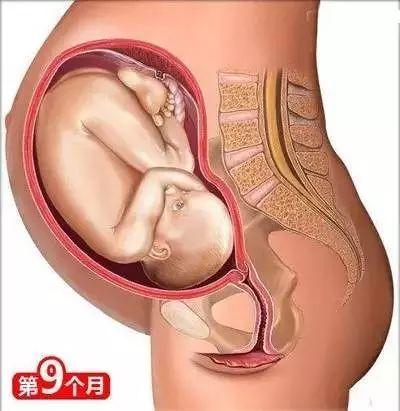 怀孕常识必备大全(26个从怀孕到生娃的母婴常识)(10)