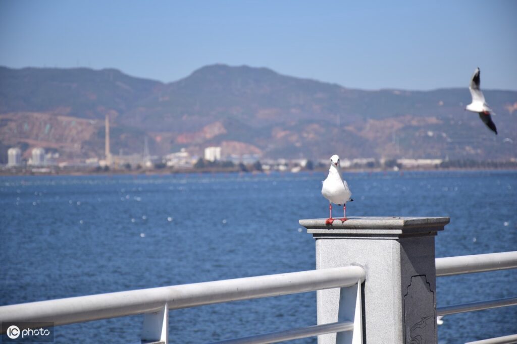 海上清洁工是什么鸟_海鸥的分布食物 海上清洁工是什么鸟_海鸥的分布食物
