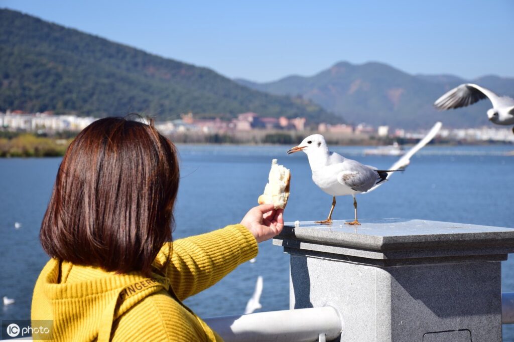 海上清洁工是什么鸟_海鸥的分布食物 海上清洁工是什么鸟_海鸥的分布食物