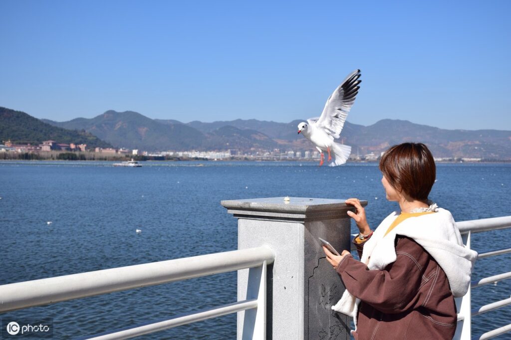 海上清洁工是什么鸟_海鸥的分布食物 海上清洁工是什么鸟_海鸥的分布食物
