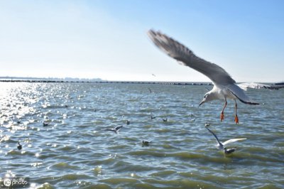 ​海上清洁工是什么鸟_海鸥的分布食物