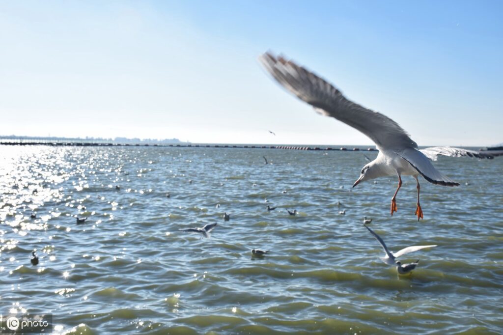 海上清洁工是什么鸟_海鸥的分布食物 海上清洁工是什么鸟_海鸥的分布食物