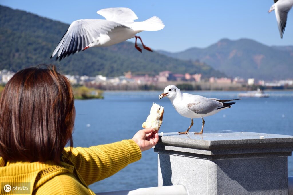 海上清洁工是什么鸟_海鸥的分布食物 海上清洁工是什么鸟_海鸥的分布食物