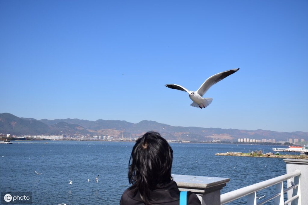 海上清洁工是什么鸟_海鸥的分布食物 海上清洁工是什么鸟_海鸥的分布食物