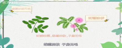 ​含羞草有毒吗