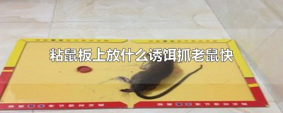 ​粘鼠板上放什么诱饵抓老鼠快