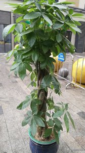 ​发财树刚买回来要如何处理 刚买的发财树需要怎么处理？有4点必须牢记