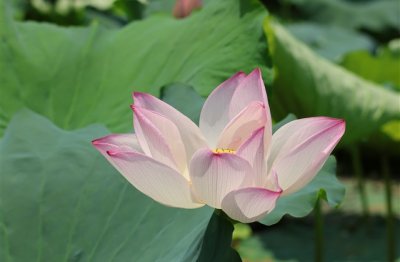 ​好听又有涵养的网名(共1066个)