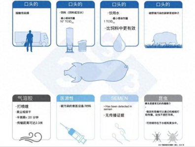 ​非洲猪瘟病毒确切的传播途径