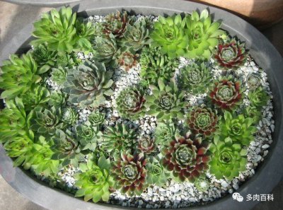 ​景天科长生草属多肉植物图片对照大全