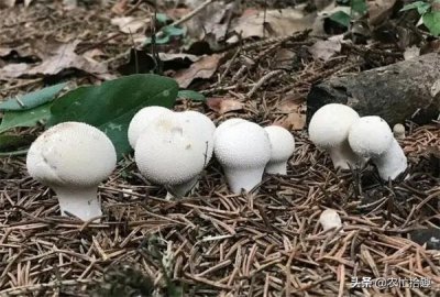 ​人称“马粪包”，儿时用石头砸烂，如今一斤150元，成稀罕山货