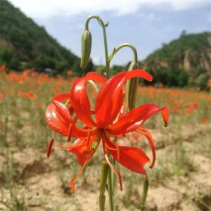 ​山丹花如何去种植才能让花开得好看？