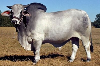 ​世界上的肉牛品种：印度神牛——婆罗门牛（Brahman）