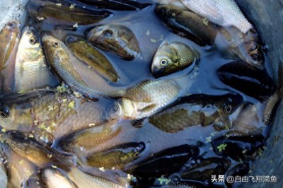 ​春季野钓鲫鱼的一些技巧！