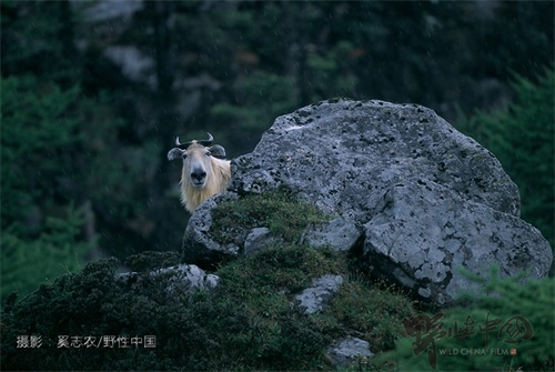 奔行在山林间的奇兽——羚牛
