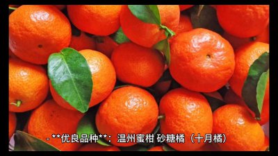 ​柑橘种类及优良品种！