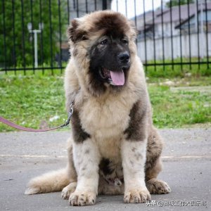 ​高加索幼犬价格揭秘：一只高品质幼犬的价值所在