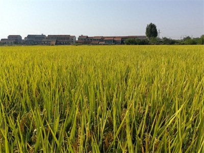 ​deepseek告诉你：双季稻生产困境与科技破局路径