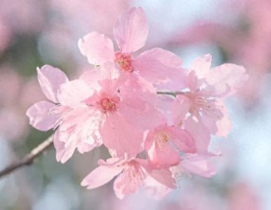 ​申城开启樱花“盛宴”，奉上上海公园赏樱地图