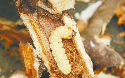 ​山东哈虫这种虫，你想尝尝嘛