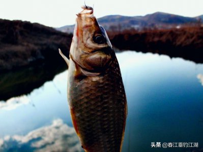 ​鲫鱼的五种钓法，全部掌握好，你才算高手