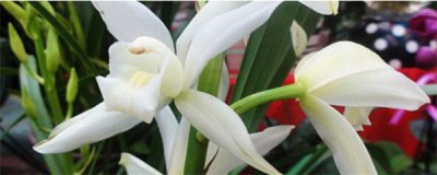 ​兰花怎么栽种