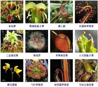 ​知识|这130种食肉植物你见过没？赶紧记下来~