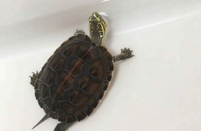 ​那些你从没见过的杂交龟种
