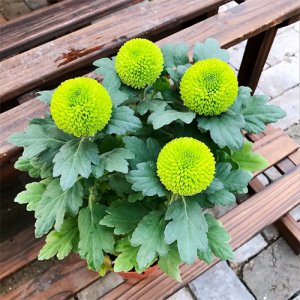 ​乒乓菊欣赏