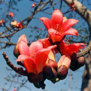​5种“花树”绽放“不见叶”，年年开满树，院子里养1棵，美极了