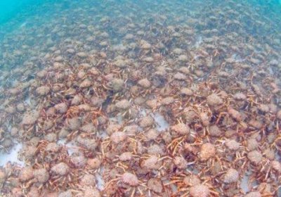 ​＂杀人蟹＂有多可怕？体长近3米，巨钳能够轻易夹碎硬壳生物
