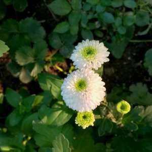​小菊花这么养，开花量大！开花后管理小技巧
