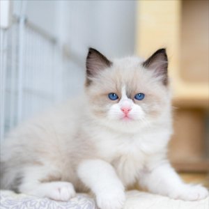 ​想要饲养好“布偶猫”，这些禁忌绝对不能犯