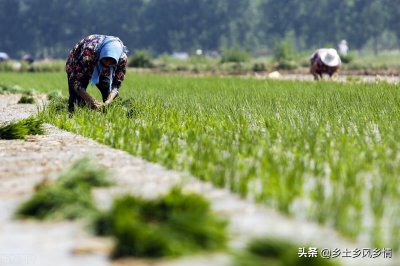 ​关于插秧，你想知道的都在这里了